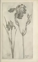 An illustration from Le iardin du roy très chrestien Henry IV roy de France et de Navare : dédié à la royne (1608)