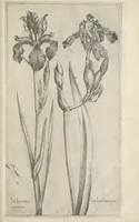 Picture 47 of 77 from Le iardin du roy très chrestien Henry IV roy de France et de Navare : dédié à la royne (1608), leaf 106