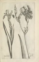 Picture 48 of 77 from Le iardin du roy très chrestien Henry IV roy de France et de Navare : dédié à la royne (1608), leaf 108