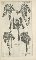 Picture 49 of 77 from Le iardin du roy très chrestien Henry IV roy de France et de Navare : dédié à la royne (1608), leaf 110