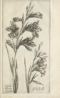 Picture 50 of 77 from Le iardin du roy très chrestien Henry IV roy de France et de Navare : dédié à la royne (1608), leaf 112