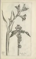 An illustration from Le iardin du roy très chrestien Henry IV roy de France et de Navare : dédié à la royne (1608)