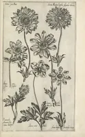 An illustration from Le iardin du roy très chrestien Henry IV roy de France et de Navare : dédié à la royne (1608)