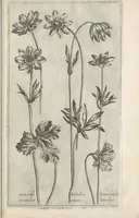 Picture 53 of 77 from Le iardin du roy très chrestien Henry IV roy de France et de Navare : dédié à la royne (1608), leaf 118