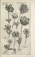 An illustration from Le iardin du roy très chrestien Henry IV roy de France et de Navare : dédié à la royne (1608)