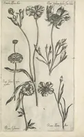 An illustration from Le iardin du roy très chrestien Henry IV roy de France et de Navare : dédié à la royne (1608)