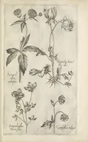 Picture 56 of 77 from Le iardin du roy très chrestien Henry IV roy de France et de Navare : dédié à la royne (1608), leaf 124