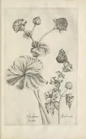 Picture 57 of 77 from Le iardin du roy très chrestien Henry IV roy de France et de Navare : dédié à la royne (1608), leaf 126
