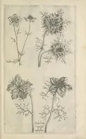 An illustration from Le iardin du roy très chrestien Henry IV roy de France et de Navare : dédié à la royne (1608)