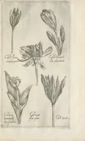 An illustration from Le iardin du roy très chrestien Henry IV roy de France et de Navare : dédié à la royne (1608)
