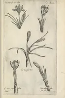 An illustration from Le iardin du roy très chrestien Henry IV roy de France et de Navare : dédié à la royne (1608)