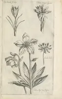 Picture 61 of 77 from Le iardin du roy très chrestien Henry IV roy de France et de Navare : dédié à la royne (1608), leaf 134