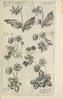 An illustration from Le iardin du roy très chrestien Henry IV roy de France et de Navare : dédié à la royne (1608)