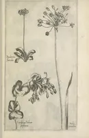 An illustration from Le iardin du roy très chrestien Henry IV roy de France et de Navare : dédié à la royne (1608)