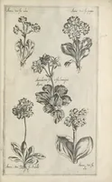 An illustration from Le iardin du roy très chrestien Henry IV roy de France et de Navare : dédié à la royne (1608)