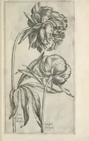An illustration from Le iardin du roy très chrestien Henry IV roy de France et de Navare : dédié à la royne (1608)