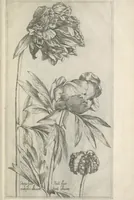 Picture 66 of 77 from Le iardin du roy très chrestien Henry IV roy de France et de Navare : dédié à la royne (1608), leaf 144