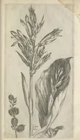 Picture 67 of 77 from Le iardin du roy très chrestien Henry IV roy de France et de Navare : dédié à la royne (1608), leaf 146