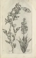 An illustration from Le iardin du roy très chrestien Henry IV roy de France et de Navare : dédié à la royne (1608)