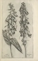 Picture 70 of 77 from Le iardin du roy très chrestien Henry IV roy de France et de Navare : dédié à la royne (1608), leaf 152