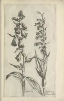 Picture 71 of 77 from Le iardin du roy très chrestien Henry IV roy de France et de Navare : dédié à la royne (1608), leaf 154