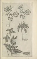An illustration from Le iardin du roy très chrestien Henry IV roy de France et de Navare : dédié à la royne (1608)