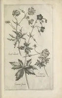 Picture 73 of 77 from Le iardin du roy très chrestien Henry IV roy de France et de Navare : dédié à la royne (1608), leaf 158