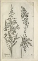 Picture 74 of 77 from Le iardin du roy très chrestien Henry IV roy de France et de Navare : dédié à la royne (1608), leaf 160