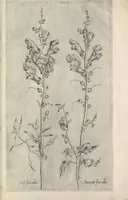 An illustration from Le iardin du roy très chrestien Henry IV roy de France et de Navare : dédié à la royne (1608)