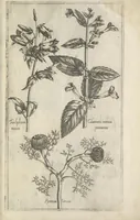 An illustration from Le iardin du roy très chrestien Henry IV roy de France et de Navare : dédié à la royne (1608)