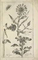 An illustration from Le iardin du roy très chrestien Henry IV roy de France et de Navare : dédié à la royne (1608)