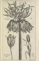 An illustration from Le iardin du roy très chrestien Henry IV roy de France et de Navare : dédié à la royne (1608)
