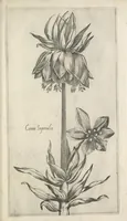 Picture 6 of 77 from Le iardin du roy très chrestien Henry IV roy de France et de Navare : dédié à la royne (1608), leaf 24