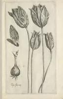 An illustration from Le iardin du roy très chrestien Henry IV roy de France et de Navare : dédié à la royne (1608)