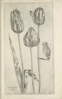 Picture 8 of 77 from Le iardin du roy très chrestien Henry IV roy de France et de Navare : dédié à la royne (1608), leaf 28