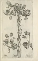 An illustration from Le iardin du roy très chrestien Henry IV roy de France et de Navare : dédié à la royne (1608)