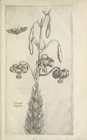 An illustration from Le iardin du roy très chrestien Henry IV roy de France et de Navare : dédié à la royne (1608)