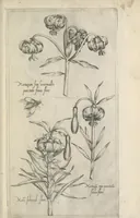 Picture 11 of 77 from Le iardin du roy très chrestien Henry IV roy de France et de Navare : dédié à la royne (1608), leaf 34