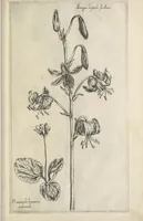 An illustration from Le iardin du roy très chrestien Henry IV roy de France et de Navare : dédié à la royne (1608)