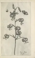 Picture 14 of 77 from Le iardin du roy très chrestien Henry IV roy de France et de Navare : dédié à la royne (1608), leaf 40