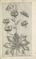 An illustration from Le iardin du roy très chrestien Henry IV roy de France et de Navare : dédié à la royne (1608)