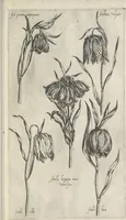 An illustration from Le iardin du roy très chrestien Henry IV roy de France et de Navare : dédié à la royne (1608)