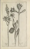 Picture 17 of 77 from Le iardin du roy très chrestien Henry IV roy de France et de Navare : dédié à la royne (1608), leaf 46