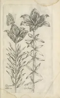 Picture 18 of 77 from Le iardin du roy très chrestien Henry IV roy de France et de Navare : dédié à la royne (1608), leaf 48