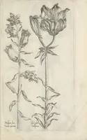 Picture 19 of 77 from Le iardin du roy très chrestien Henry IV roy de France et de Navare : dédié à la royne (1608), leaf 50