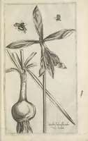 An illustration from Le iardin du roy très chrestien Henry IV roy de France et de Navare : dédié à la royne (1608)