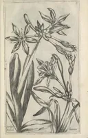 Picture 21 of 77 from Le iardin du roy très chrestien Henry IV roy de France et de Navare : dédié à la royne (1608), leaf 54