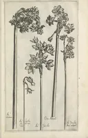 An illustration from Le iardin du roy très chrestien Henry IV roy de France et de Navare : dédié à la royne (1608)