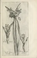 An illustration from Le iardin du roy très chrestien Henry IV roy de France et de Navare : dédié à la royne (1608)