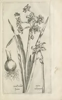 An illustration from Le iardin du roy très chrestien Henry IV roy de France et de Navare : dédié à la royne (1608)
